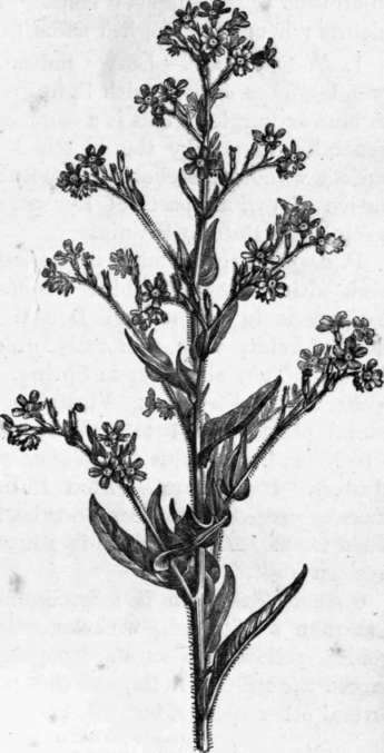 Fig. 179. Anchusa Italica. (1/4 nat. size.)