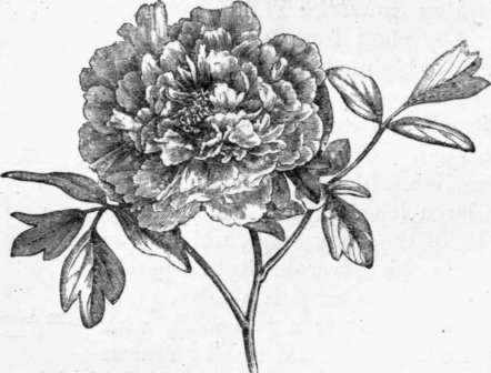 Fig. 18. Paeonia Moutan. (1/4 nat. size.)