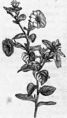 Fig. 182. Petunia nyctaginiflora. (1/4 nat. size.)