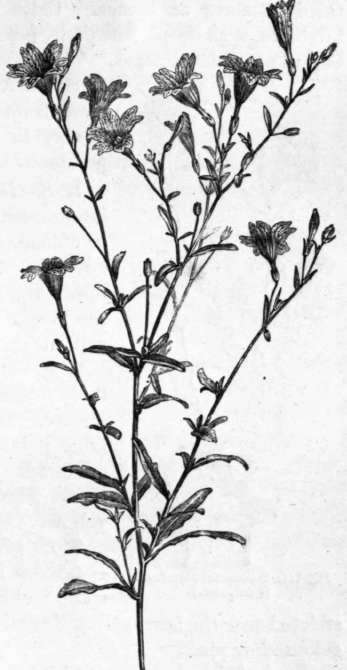 Fig. 183. Salpiglossls sinuata. (1/4 nat. size.)