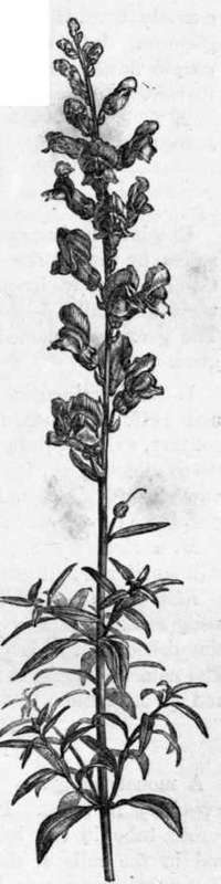 Fig. 186. Antirrhinum majus. (1/3 nat. size.)