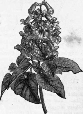 Fig. 187. Paulownia imperialis. (1/4 nat. size.)
