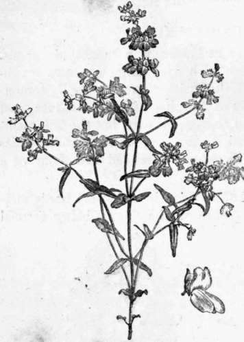 Fig. 188. Collinsia bicolor. (1/6 nat. size.)