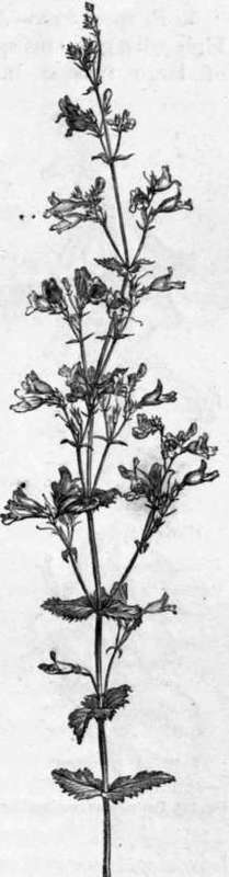 Fig. 189. Pentstemon diffusus.