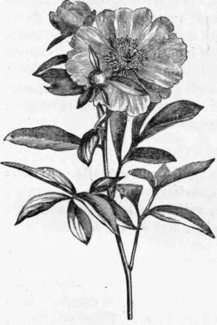 Fig. 19. Paeonia albiflora. (1/4 nat. size.)