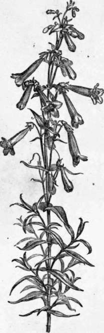 Fig. 190. Pentstemon gentianoides. (1/4 nat. size.)