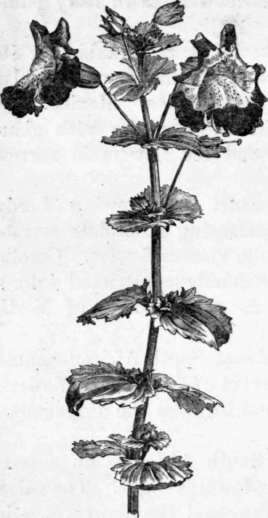 Fig. 191. Mimulus variegatus. (1/4 nat. size.)