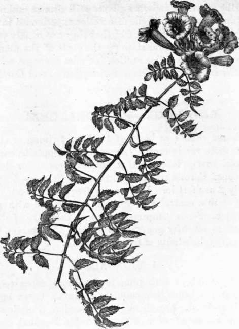 Fig. 193. Tecoma radicans. (1/4 nat. size.)