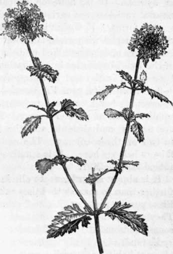 Fig. 197. Verbena Aubletia. (1/4 nat. size.)