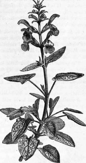 Fig. 198. Salvia patens. (1/4 nat. size.)