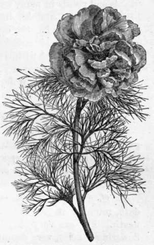 Fig. 20. Paeoonia tenuifolia. (1/3 nat. size.)