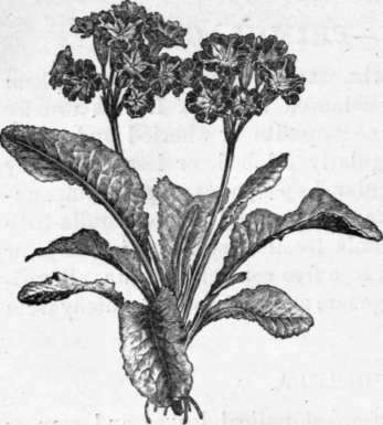 Fig. 200. Primula variabilis. (1/4 nat. size.
