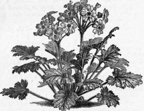 Fig. 201. Primula Sinensis. (1/4 nat. size.)