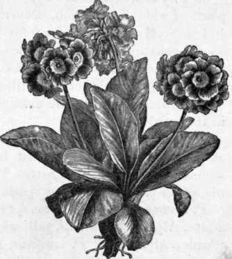 Fig. 202. Primula Auricula. (1/4 nat. size.)