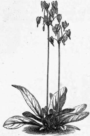 Fig. 204. Dodecatheon Meadia. (1/4 nat. size.)