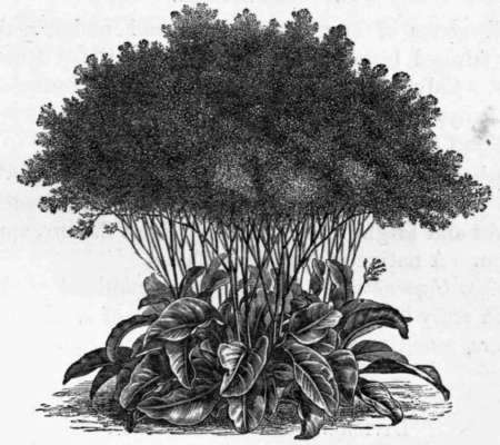 Fig. 205. Statice elata. (1/20 nat. size.)