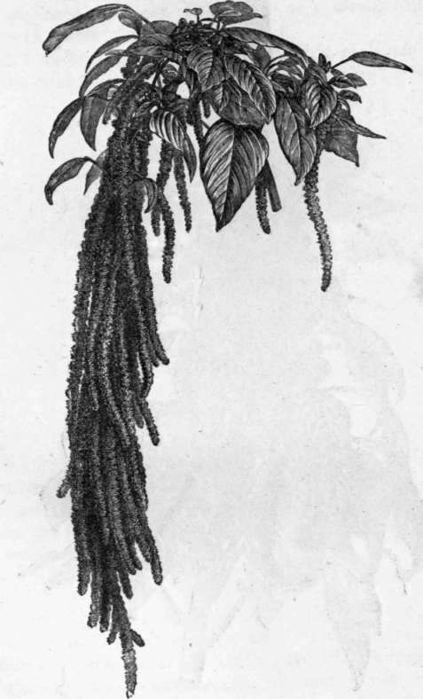 Fig. 208. Amwanthtus caudatus. (1/4 nat. size.)