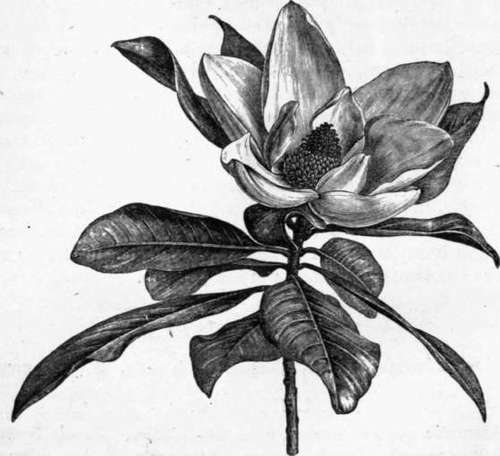 Fig. 21. Magnolia grandiflora. (1/4 nat.. size.)