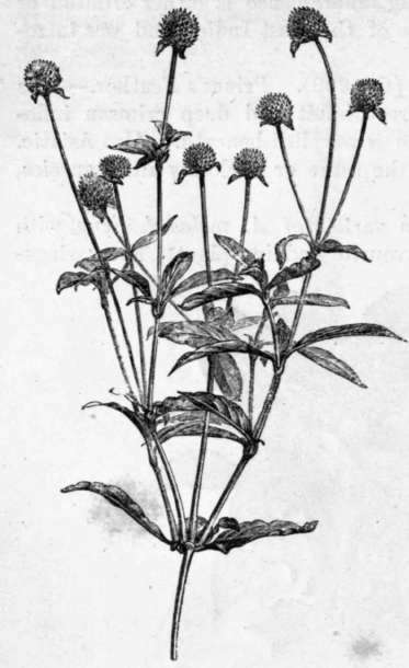 Fig. 211. Gomphrena globosa. (1/2 nat. size.)