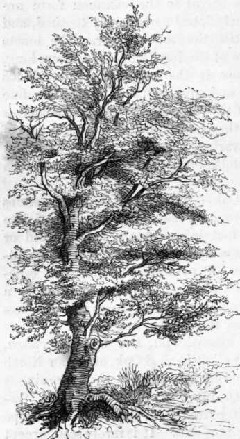 Fig. 213. Fagas sylvatica (Common Beech).