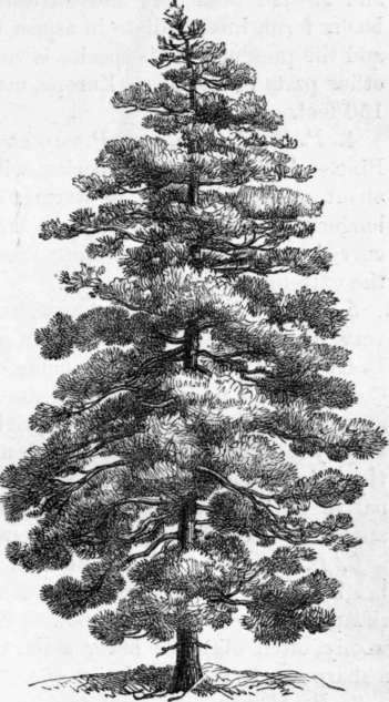 Fig. 215. Pinus Laricio.