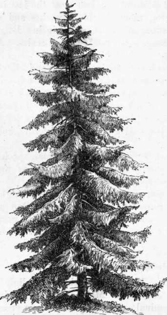 Fig. 217. Abies excelsa.