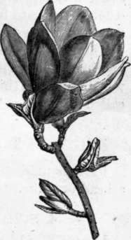 Fig. 22. Magnolia conspicua. (1/4 nat. size.)