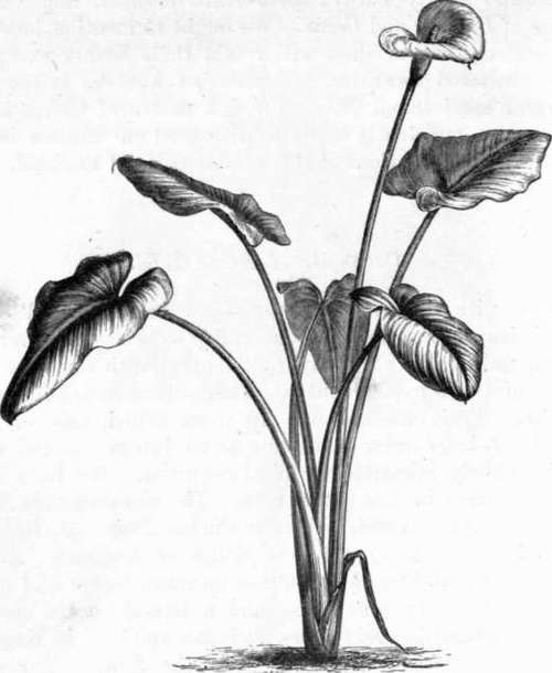 Fig. 223. Richardia AEthiopica. (About 1/8 nat. size.)