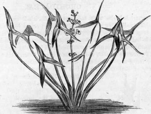Fig. 225. Sagittaria sagittifolia. (1/6 nat. size.)