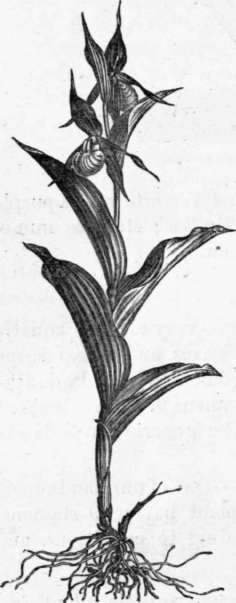 Fig. 226. Cypripedium Calceolus. (1/3 nat. size.)