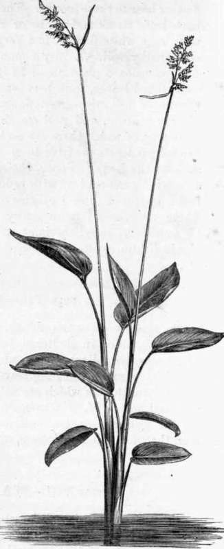 Fig. 228. Thalia dealbata. (About 1/6 nat. size.)