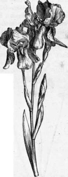 Fig. 229. Iris Germanica. (1/4 nat. size.)