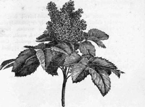 Fig. 23. Berberis repens. (1/3 nat. size.)