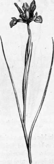 Fig. 230. Iris Xiphium. (1/4 nat. size.)