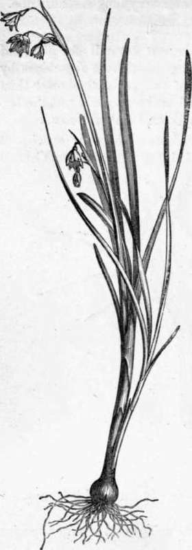 Fig. 236. Leucoium aestivum. (1/4 nat. size.)