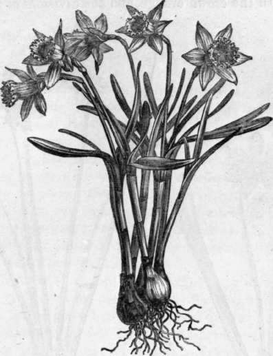 Fig. 237. Narcissus minor. (1/4 nat. size.)