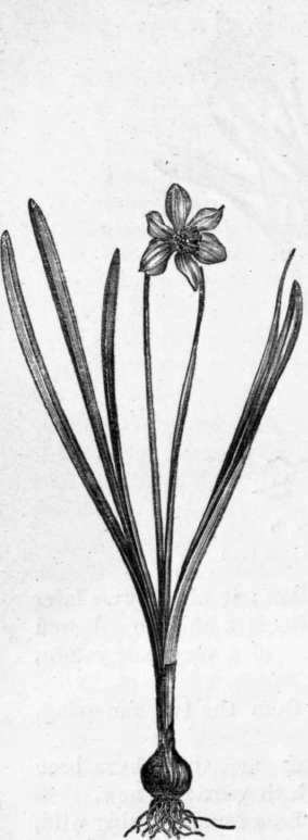 Fig. 238. Narcissus Gouani. (1/4 nat. size.)