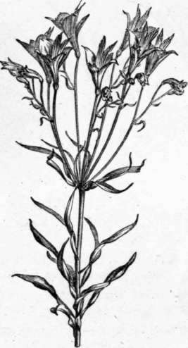 Fig. 242. Alstroemeria pelegriua. (1/4 nat. size.)