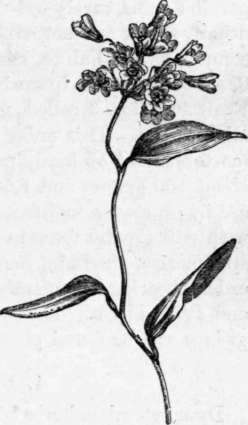Fig. 243. Bomarea Salsilla. (1/4 nat. size.)