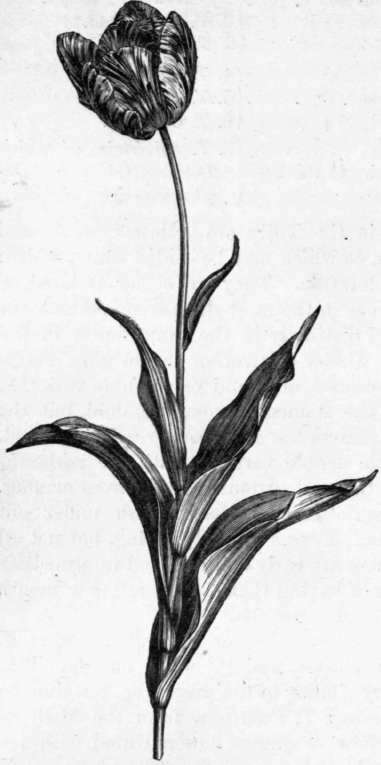 Fig. 244. Tulipa Gesneriana. (1/4 nat. size.)
