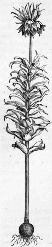 Fig. 245. Fritillaria imperialis. (About 1/6 nat. size.) 