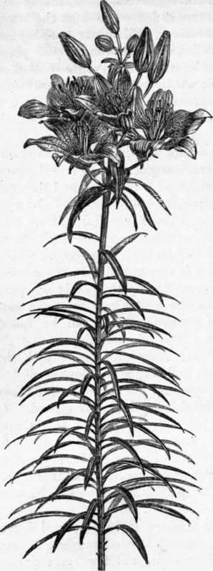 Fig. 249. Lilium bulbiferum, var. croceum. (1/4 nat. size.)