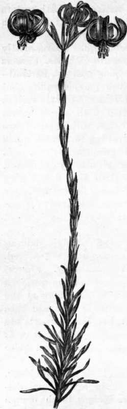 Fig. 250. Lilium Chalcedonicuni. (1/4 nat. size.)