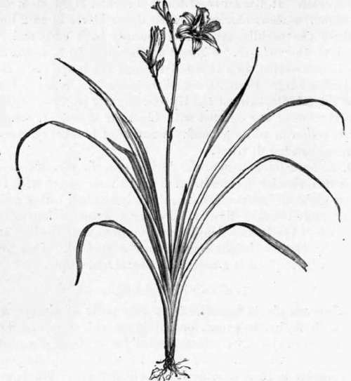 Fig. 251. Hemerocallis fulva. (About 1/8 nat. size.)