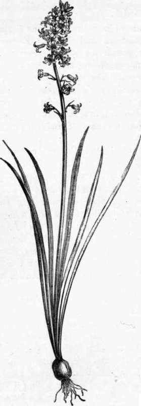Fig. 253. Scilla nutans, (1/4 nat. size.)