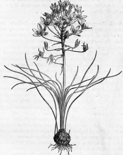 Fig. 254. Omithogalum umbellatum. (1/4 nat. size.)