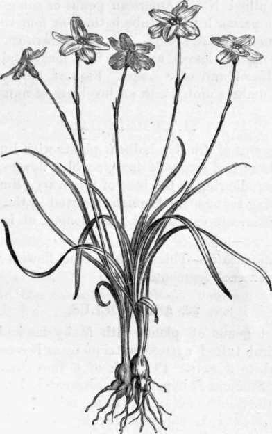 Fig. 256. Triteleia uniflora.