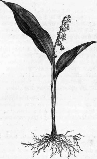 Fig. 257. Convallaria majalis. (J cat. size.)