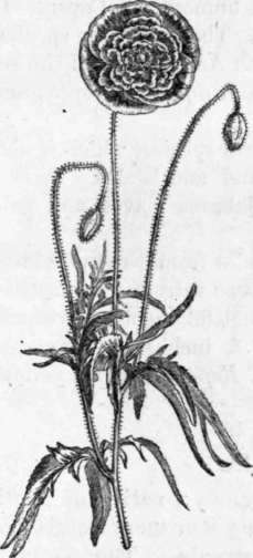 Fig. 29. Papaver Rhoeas, flore pleno. (1/4 nat. size.)