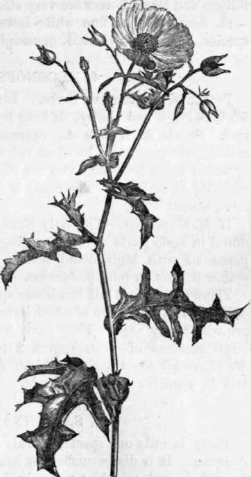 Fig. 30. Argemone grandiflora. (1/4 nat. size.)